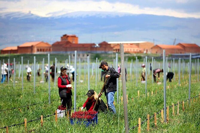 1-Day tour to Aragatsotn Wine region and Wine Route. - Wine Country Day Trip From Yerevan: Why Aragatsotn Feels Worth It