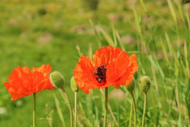 The Great Beauty of Armenia: 7-Day Culture and Cuisine Tour - Amberd Fortress and the History Museum of Armenia: the “defense and memory” pairing
